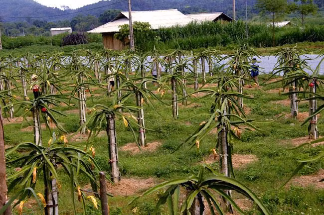 Bán đấu giá tài sản 5 tài sản bảo đảm của Ngân hàng Nông nghiệp và Phát triển nông thôn Việt Nam (Agribank) - chi nhánh huyện Tuy Phong, trong đó có 9.000 m2 tại Quốc lộ 1A đất trồng cây thanh long. (Ảnh minh họa internet)