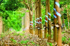 Thái Lan, Việt Nam, Malaysia, Myanmar và Indonesia là 5 thị trường lớn nhất cung cấp hỗn hợp cao su tự nhiên và cao su tổng hợp cho Trung Quốc