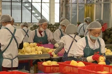 Chế biến dứa xuất khẩu (Ảnh minh họa)