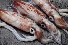 Dự báo xuất khẩu mực, bạch tuộc vẫn duy trì được đà tăng trưởng