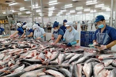 Xuất khẩu cá tra sang thị trường Anh: Tận dụng cơ hội từ UKVFTA