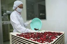 Bốn gói thầu cung ứng thuốc cho các cơ sở y tế trên địa bàn tỉnh Hậu Giang năm 2022 - 2023 có tổng dự toán là 415,667 tỷ đồng. Ảnh minh họa: Tiên Giang