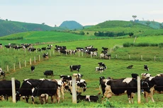 MCM báo lãi đạt 85,69 tỷ đồng trong quý I