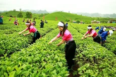 Quý IV/2021, GTN báo lãi giảm 22,1%