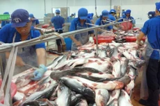 Xuất khẩu cá tra hồi phục trở lại