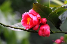 Hoa hải đường, vẻ đẹp ấm áp mùa xuân