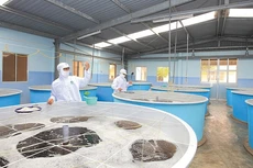 MPC chốt danh sách cổ đông chia cổ phiếu thưởng, tỷ lệ 1:1