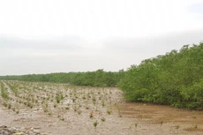 Đầu tư hơn 389 tỷ đồng hiện đại hóa ngành lâm nghiệp tỉnh Thanh Hóa