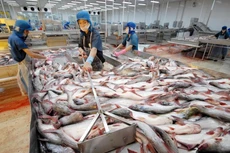 Cá tra Việt Nam được đánh giá rất cao ở thị trường Bắc Âu