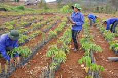 Luật Các tổ chức kinh tế hợp tác được kỳ vọng sẽ thu hút nhiều thành phần, đối tượng tham gia vào khu vực kinh tế tập thể. Ảnh: Nhã Chi