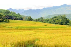 Chuyện thoát nghèo ở xứ cổng trời Mường Lống