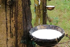 TNC chia cổ tức tỷ lệ 15%