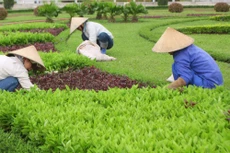 Gói thầu Cung cấp dịch vụ quản lý chăm sóc cây xanh và vệ sinh công cộng do Phòng Kinh tế và Hạ tầng huyện Bình Xuyên, tỉnh Vĩnh Phúc làm bên mời thầu. Ảnh minh họa: Nhã Chi