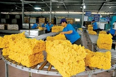 9 tháng, xuất khẩu cao su ước đạt 2,32 tỷ USD