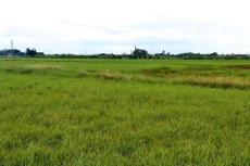 Khu đất thực hiện Dự án Cụm công nghiệp tập trung Đồng Côi giai đoạn 2 có diện tích 24,8 ha. Ảnh: Nguyễn Thủy