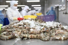 Xuất khẩu tôm đạt hơn 4 tỷ USD