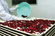 Trên thực tế, có những trường hợp nhà thầu không chịu thương thảo hợp đồng sau khi trúng thầu do giá thuốc trên thị trường tăng cao so với giá trúng thầu. Ảnh: Lê Tiên