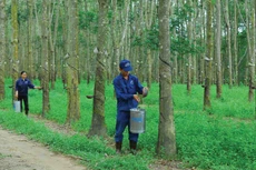 Năm 2020, Cao su Thống Nhất đặt kế hoạch lãi 53 tỷ đồng