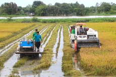 Công ty CP Tập đoàn Lộc Trời đạt doanh thu và lợi nhuận bình quân 3 năm gần đây là 9.033 tỷ đồng và 387 tỷ đồng. Ảnh: St