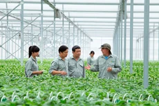 Gói thầu: Gói thầu số 01 Tư vấn xây dựng và áp dụng quy trình VietGAP cho hợp tác xã