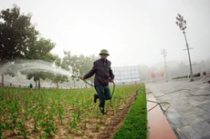 Chuyên gia cho rằng, với các lao động giản đơn như tưới cây, dọn cỏ… thì không nhất thiết yêu cầu bậc thợ theo nhóm ngành công trình đô thị. Ảnh: Nguyễn Sách