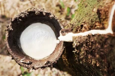 Đấu giá 47,48 ha cây cao su tại Cao su Sông Bé