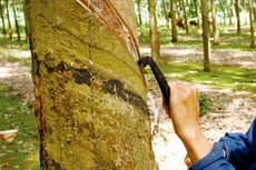 Quyền khai thác 95,8 ha cây cao su tại Trại giam An Phước (Bình Dương) có giá khởi điểm là 12,815 tỷ đồng. Ảnh: Tường Lâm