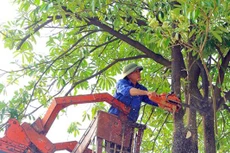 Ảnh chỉ mang tính minh họa. Nguồn Internet