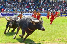 Một trận đấu tại Lễ hội chọi Trâu Đồ Sơn