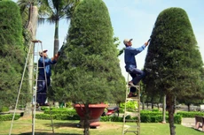 2 gói thầu duy trì phát triển hệ thống cây xanh do Phòng Quản lý đô thị TP. Vĩnh Long làm Chủ đầu tư khi công bố kết quả lựa chọn nhà thầu đã phát sinh kiến nghị. Ảnh chỉ mang tính minh họa. Nguồn Internet