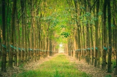 Ảnh chỉ mang tính minh họa. Nguồn Internet