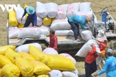 Thủ tướng Chính phủ Phạm Minh Chính chỉ đạo đẩy nhanh việc xây dựng, nhân rộng các mô hình chuỗi liên kết tiêu thụ sản phẩm lúa gạo 