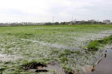 Lúa mùa của người dân xã Phú Xuân, thành phố Thái Bình ngập trong nước