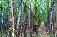 Ảnh chỉ mang tính minh họa. Nguồn Internet