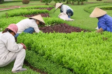 Có trường hợp HSMT gói thầu dịch vụ chăm sóc cây xanh, thảm cỏ yêu cầu chỉ huy trưởng phải có bằng đại học chuyên ngành xây dựng cầu đường. Ảnh: Nhã Chi