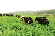 Đàn bò sữa hữu cơ của Trang trại TH