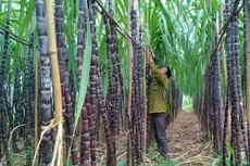 Biên lợi nhuận hoạt động của các công ty đường Việt Nam thấp hơn nhiều so với các doanh nghiệp Thái Lan. Ảnh: Danh Lâm