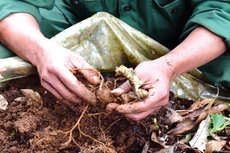 Việc duyệt thiếu chi phí cho lâm sinh (trồng và chăm sóc cây) gây khó khăn trong quá trình triển khai Dự án Sâm Ngọc Linh. Ảnh: Bạch Dương