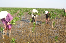 Gói thầu số 05 Trồng mới 50 ha rừng ngập mặn (tỉnh Thanh Hóa) sử dụng vốn ODA. Ảnh: Viết Nghi