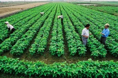 Bộ Kế hoạch và Đầu tư được giao chủ trì, triển khai thực hiện tổng kết công tác đổi mới, phát triển kinh tế tập thể. Ảnh: Huấn Anh