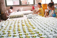 Các hộ kinh doanh quan ngại về chi phí thủ tục hành chính khi chuyển thành doanh nghiệp
