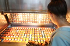 Trứng sau khi làm sạch và khử trùng bằng tia UV công nghệ châu Âu sẽ được đưa vào hệ thống soi trứng tươi, loại bỏ trứng lỗi