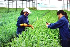 Ảnh minh họa. Ảnh Internet