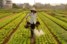 Đầu tư vào nông nghiệp vẫn chưa tương xứng với tiềm năng của quốc gia và chưa thật sự bền vững, hiệu quả. Ảnh: Tường Lâm