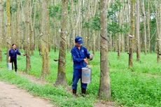 Giá cao su giảm gây ảnh hưởng tiêu cực đến kết quả kinh doanh của các doanh nghiệp ngành cao su thiên nhiên. Ảnh: Huyền Trang