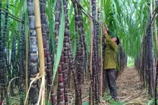 Nhiều doanh nghiệp mía đường đã bắt đầu tái cơ cấu, hoặc mở rộng quy mô để có thể cạnh tranh được với đường ngoại. Ảnh: Minh Nguyệt