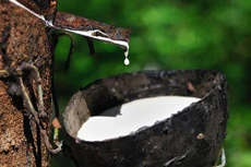 Cao su Đồng Phú hoàn thành 94% chỉ tiêu lợi nhuận cả năm