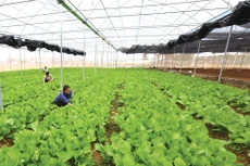 Việt Nam có nhiều chính sách riêng lẻ đề cập đến tăng trưởng xanh nhưng vẫn thiếu tiêu chí cụ thể để lồng ghép trong thực hiện. Ảnh: Huấn Anh