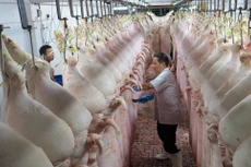 Việt Nam đang duy trì năng lực sản xuất bình quân 27 triệu con lợn mỗi năm, đứng thứ 3 thế giới về số lượng đầu lợn. Ảnh: Quang Đức