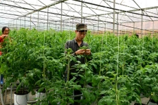 Khu vực kinh tế tập thể, hợp tác xã còn nhiều khó khăn, phát triển chưa tương xứng với tiềm năng. Ảnh: Đình Đông